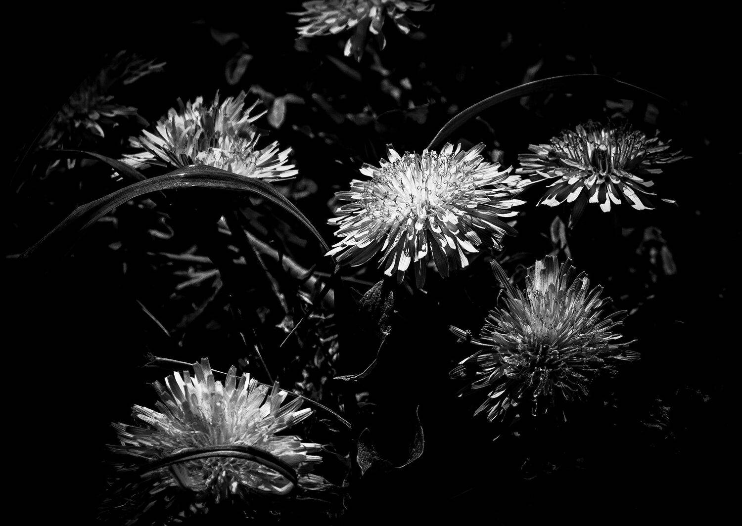 одуванчик, флора, Уткин Дмитрий