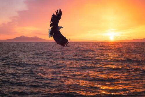 White-tailed Eagle (Орлан-белохвост)