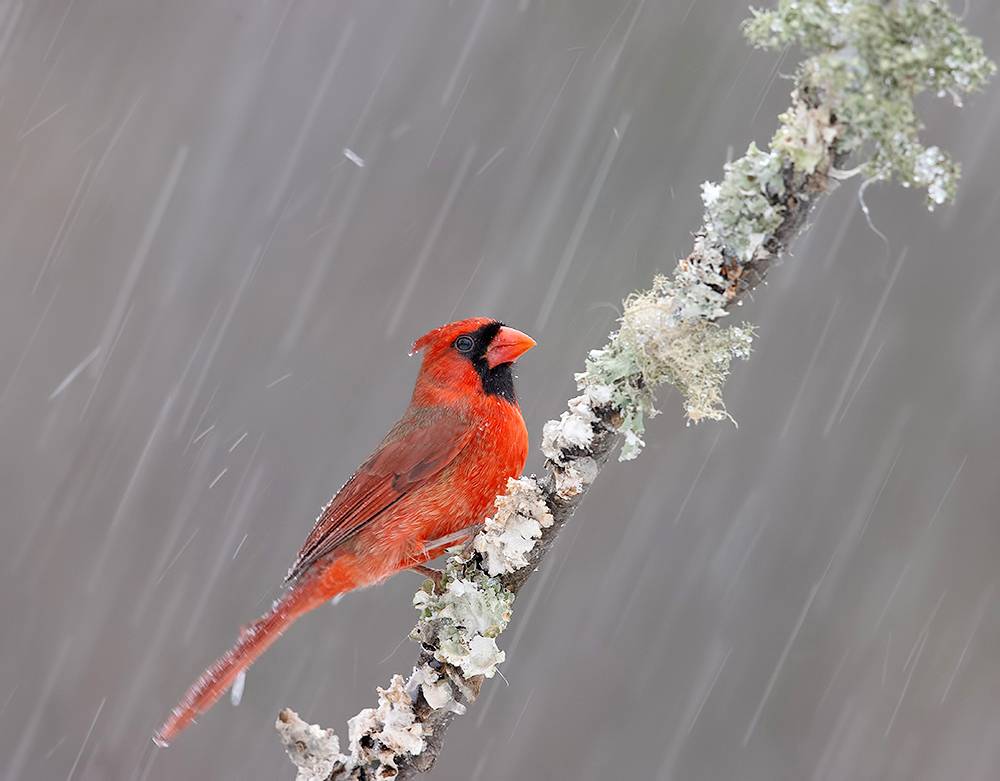 красный кардинал, кардинал, cardinal, winter birds, winter, snow, cold, зима, птицы, bird, northern cardinal, Etkind Elizabeth