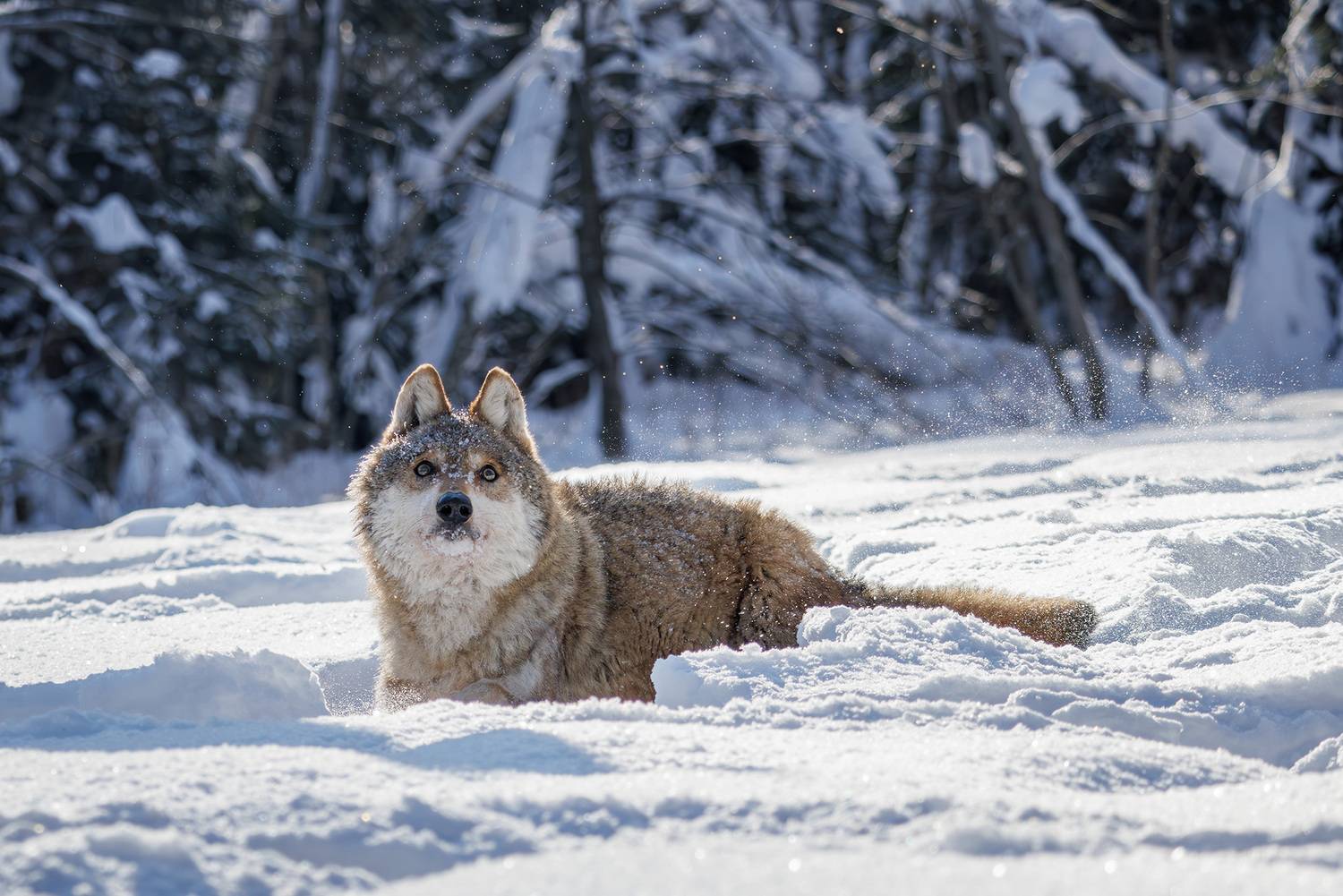 , Морозов Сергей