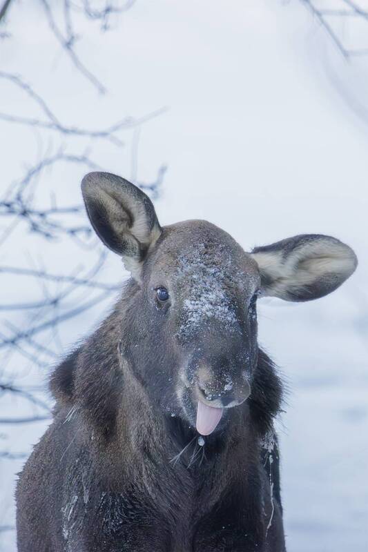 Лосенок фото превью