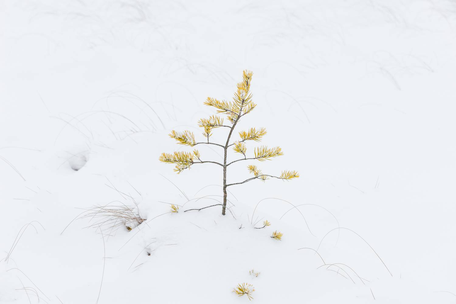 снег, деревья, трава, ленинградскаяобласть, болота, зима, минимализм, Влад Рябинин