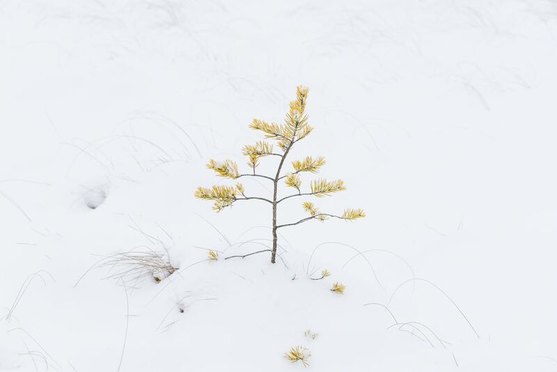 снег, деревья, трава, ленинградскаяобласть, болота, зима, минимализм Зиминий минимализм на Сесторецком болоте фото превью