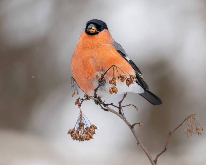 снегирь, птицы Снегирь фото превью