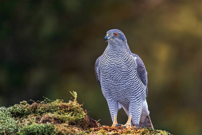 Eurasian goshawk фото превью