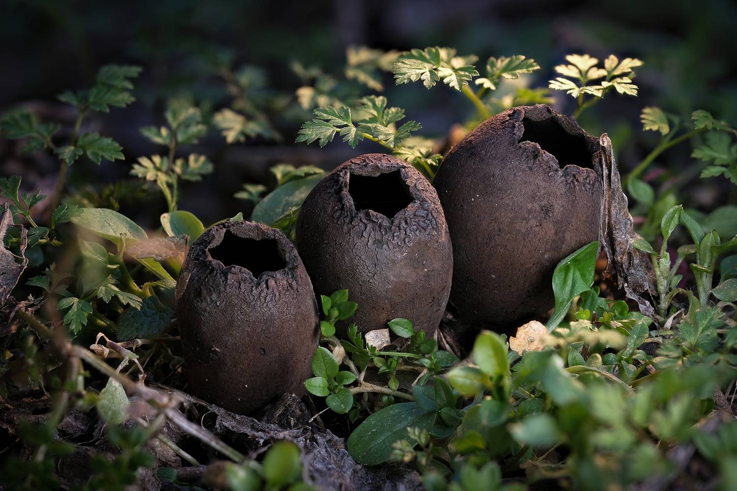 фотографиигрибов грибы грибнаяохота, mushroomphotography mushrooms fungihu, Васильев Роман