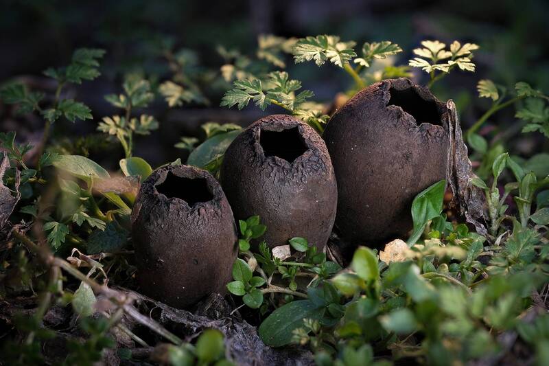 Урна дьявола фото превью