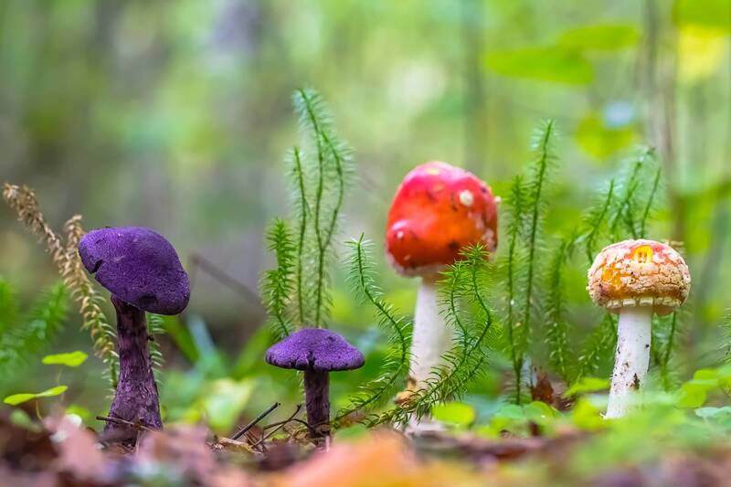 .... фото превью