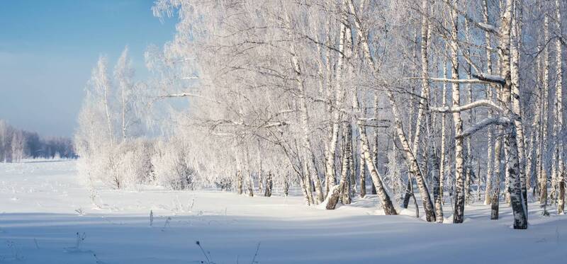 февраль, снег, опушка, поле, иней Греясь на солнышке фото превью