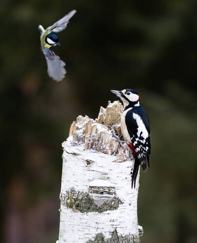 Синица и большой пестрый дятел.