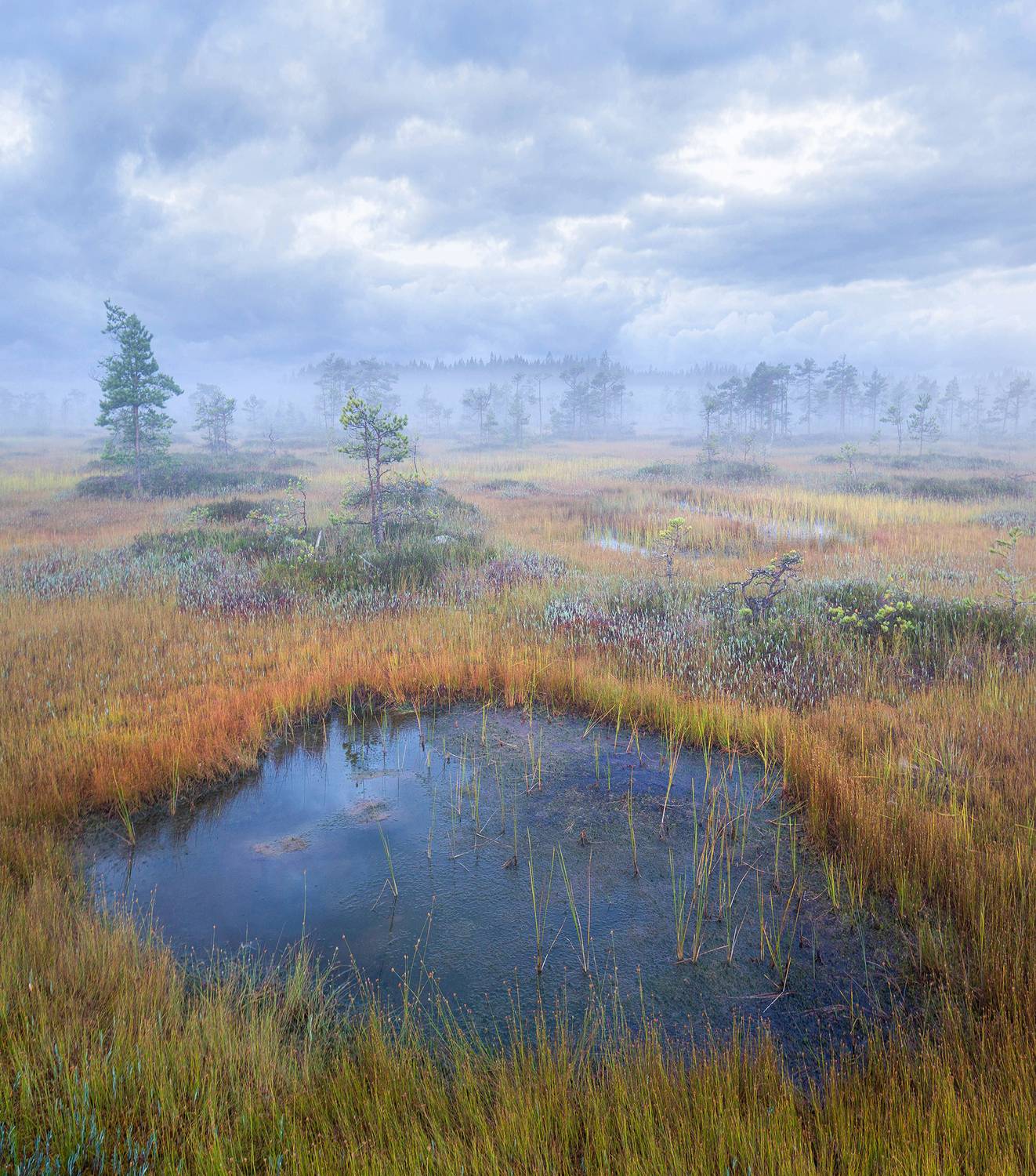болото, туман, рассвет, карелия, фототур, Павел Ващенков