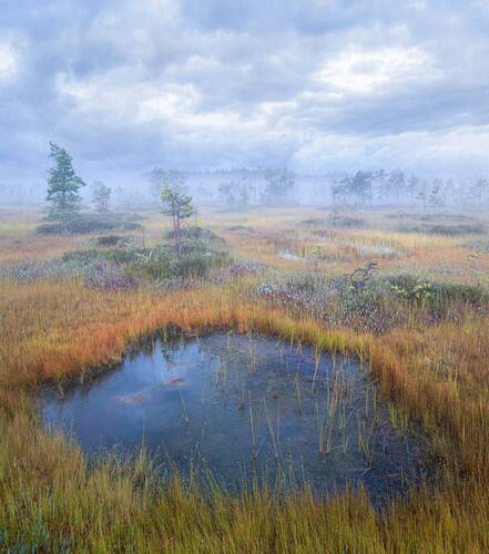 Болотное утро