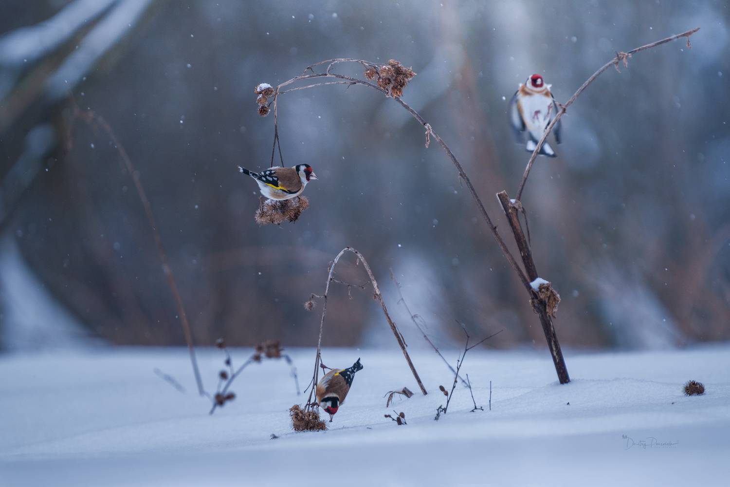 лес, поля, огороды, природа, птицы, животные, макро, Дмитрий Посевич