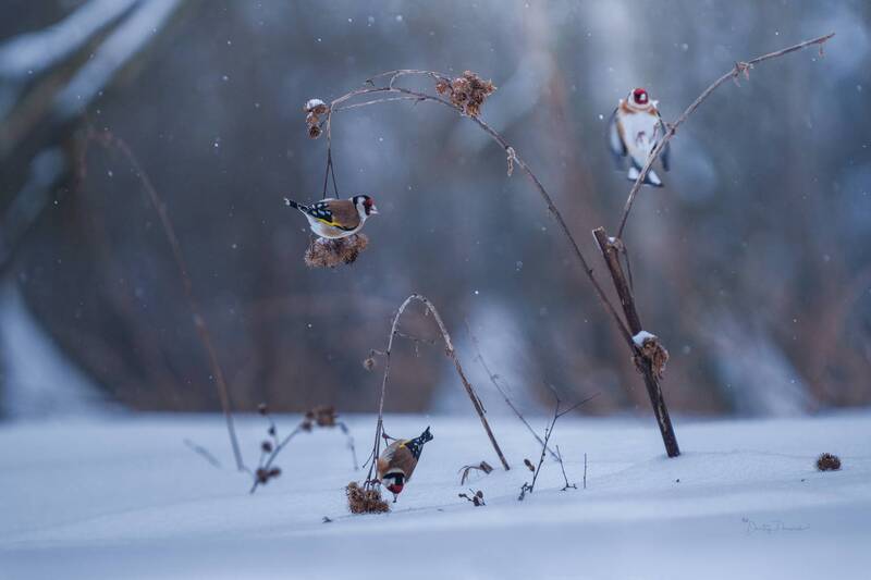 Щеглы прилетели,  дело движется к весне фото превью