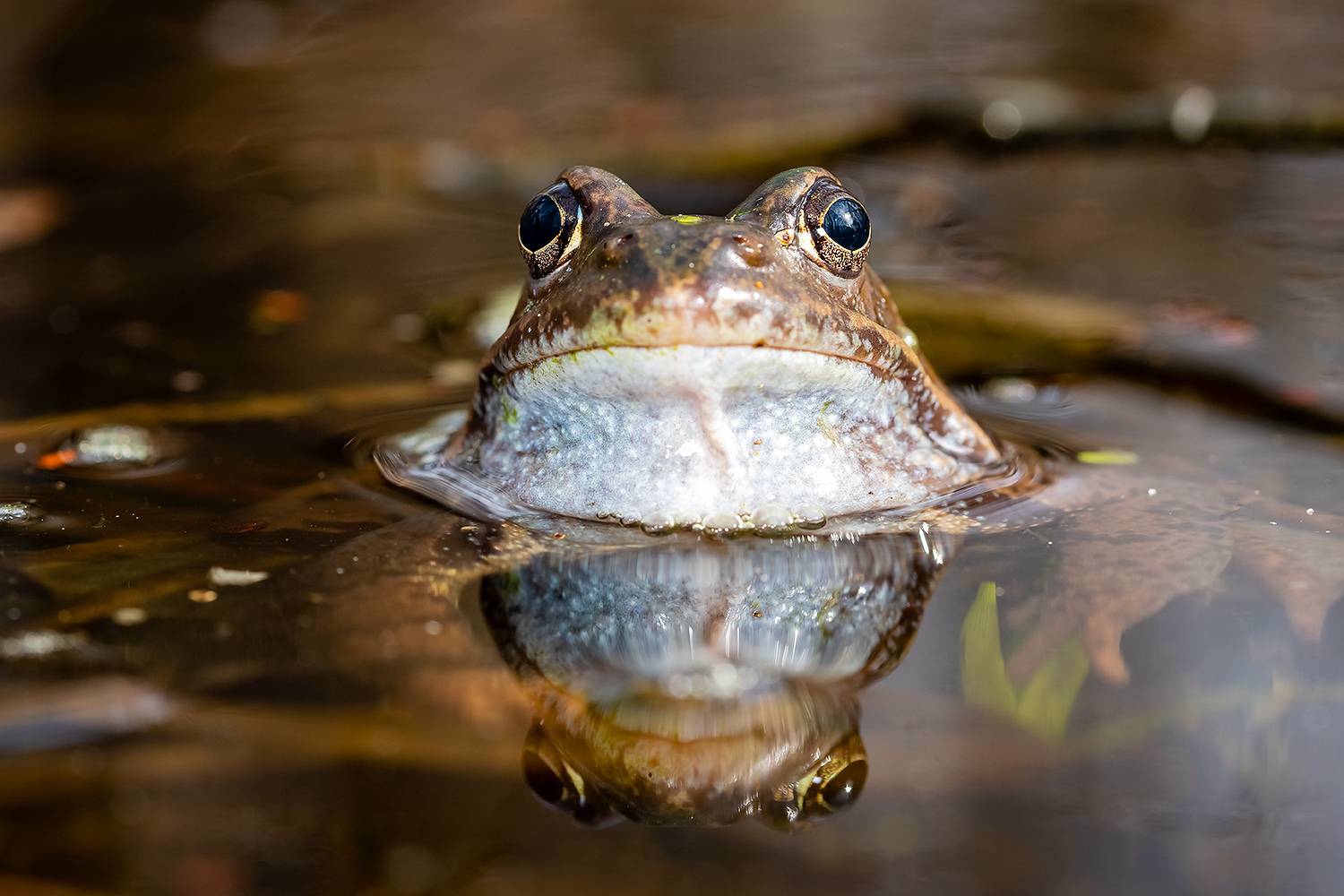 , Абросимов Александр