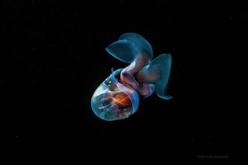 Limacina helicina фото превью