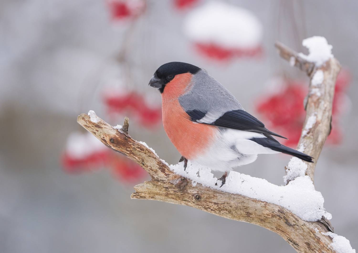 птицы, природа, зима, Андрей Киселёв