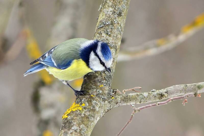 Обыкновенная лазоревка (Cyanistes caeruleus) фото превью
