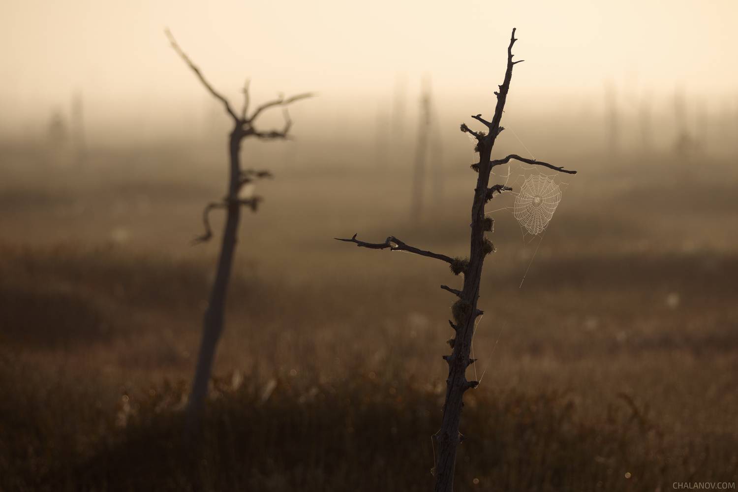 пейзаж, рассвет, паутина, болото, Иван Чаланов