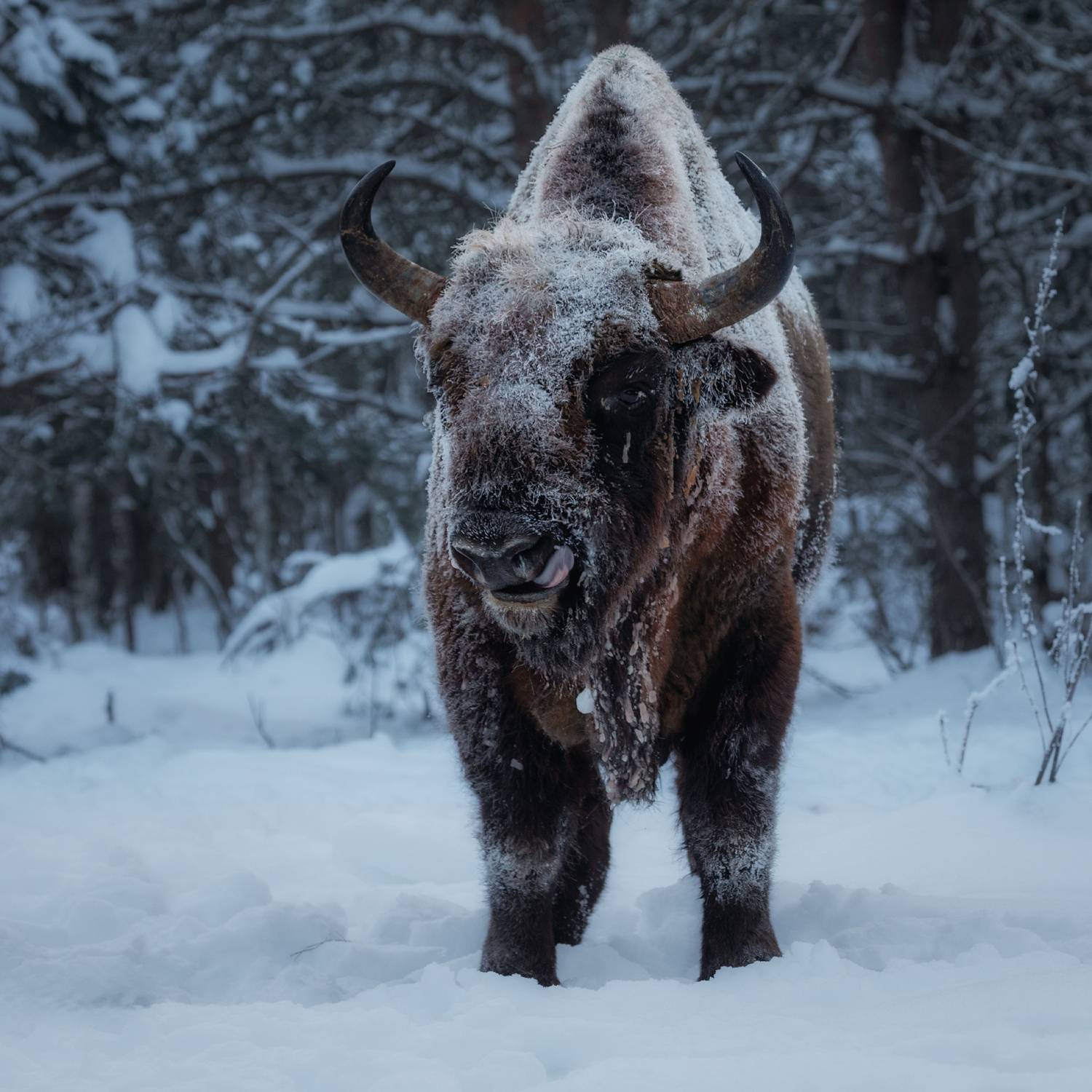 зубры, калужские_засеки, заповедник, калужс, Дмитрий Шишкин