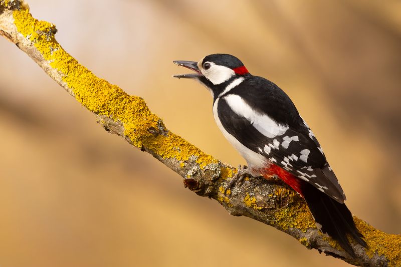 Woodpecker фото превью