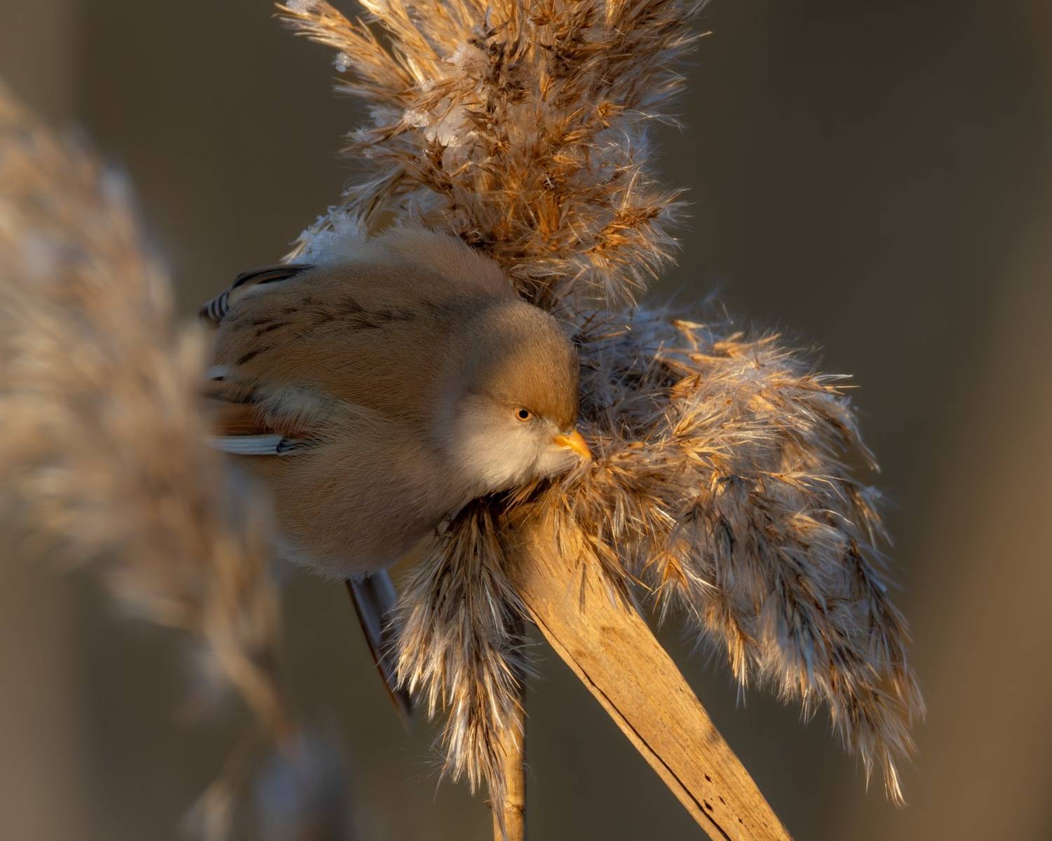 усатая синица, синица, птицы, Ruslan Pl