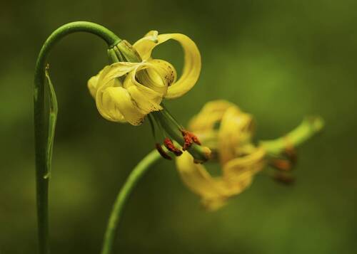 Lilium pyrenaicum