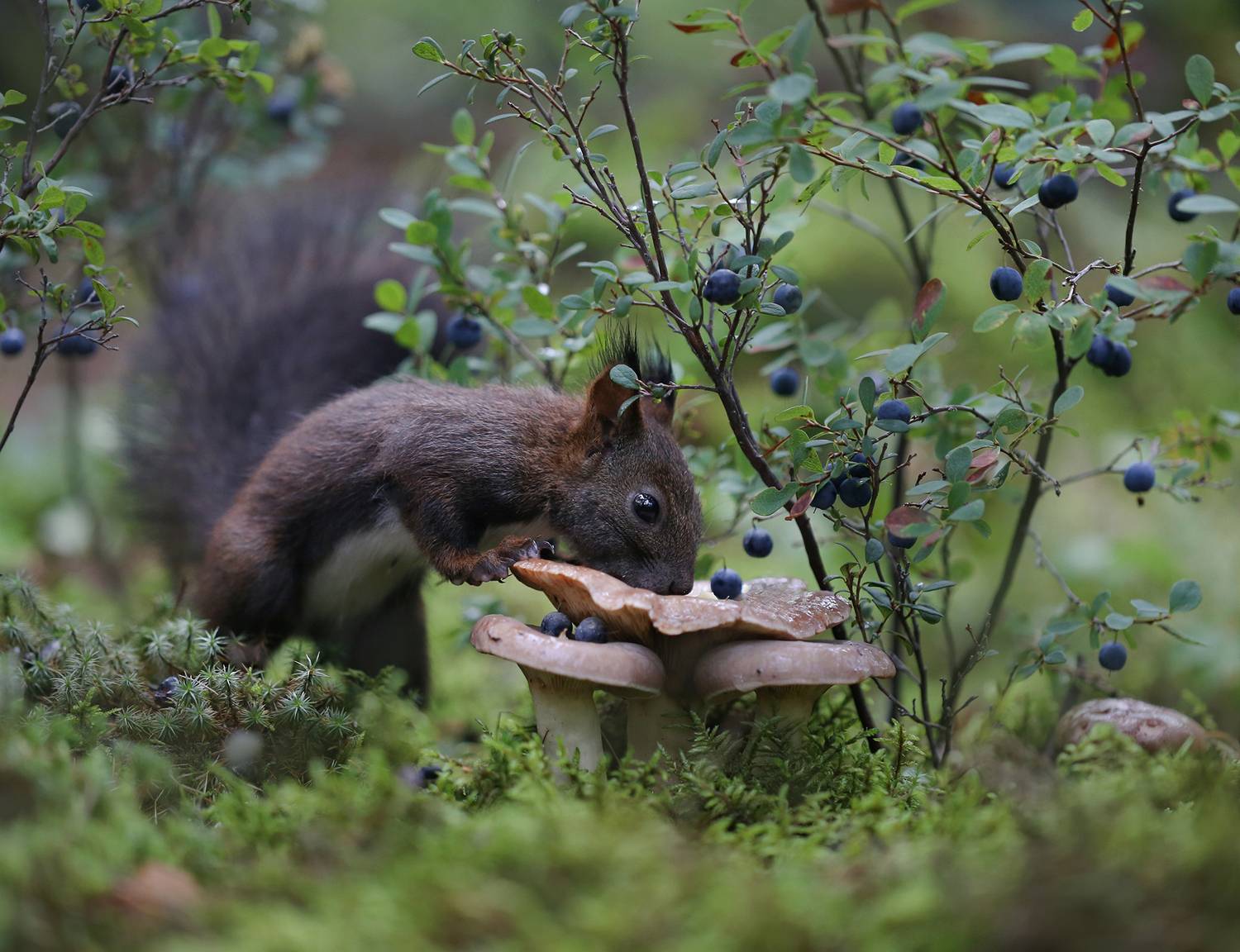 белка, бурундук, бурундукиибелкилевиной, якутия, нерюнгри, женялевина, евгениялевина, Евгения Левина