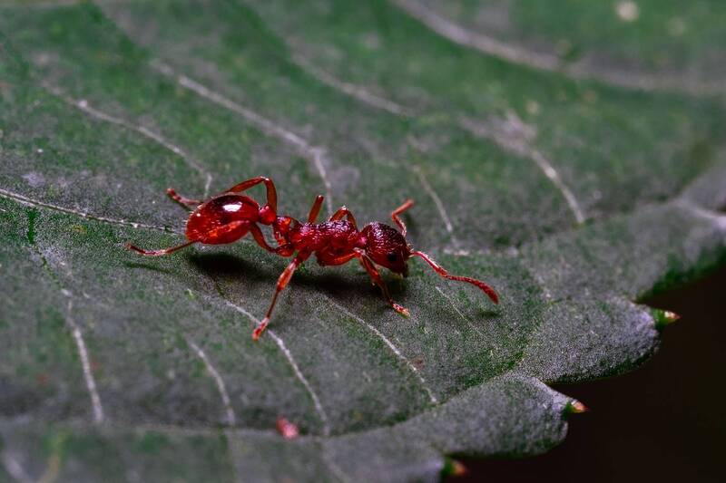 макро, макросъемка, фотография, насекомые, крупный план, микромир, природа, дикая природа, энтомология, детализация, жук, бабочка, стрекоза, пчела, муравей, паук, муха, гусеница, крылья, лапки, усики, фасеточные глаза, хитин, чешуйки, портрет насекомого Макро-мир фото превью