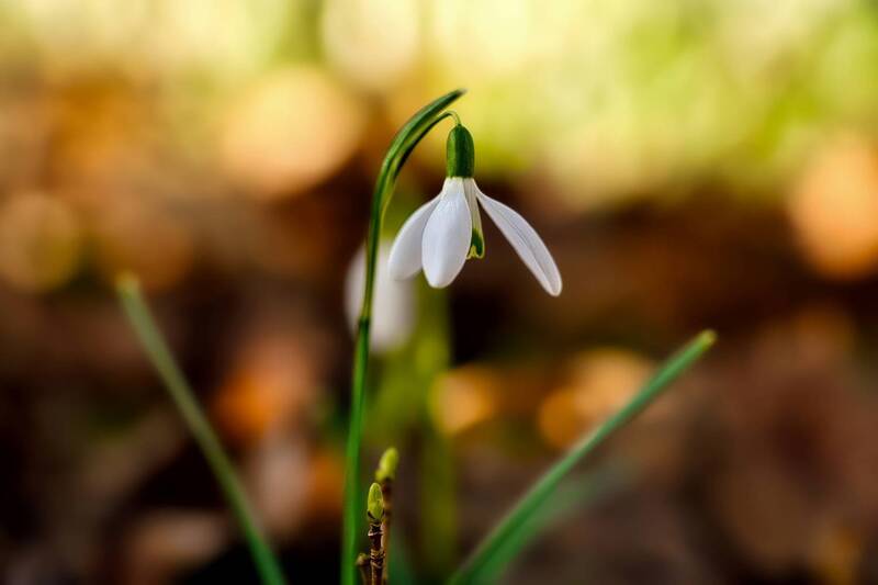 Первые весенние фото превью