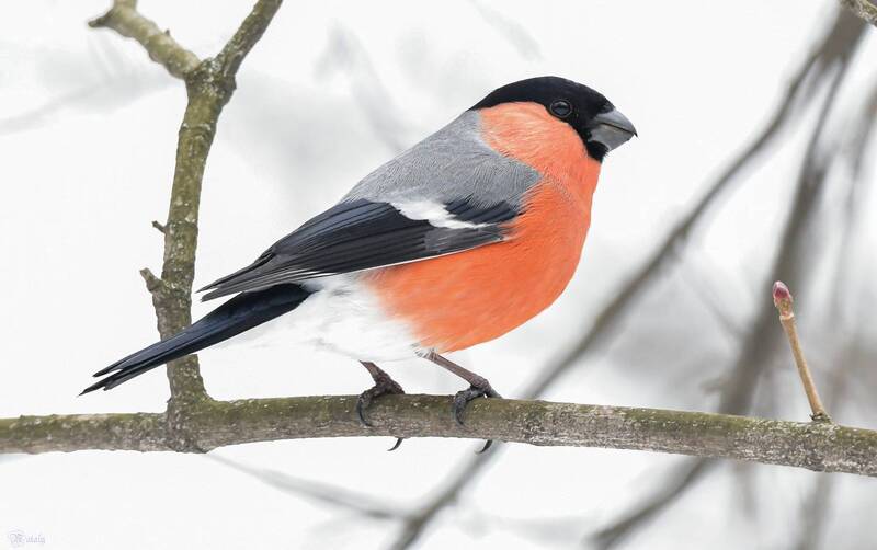 Снегирь фото превью