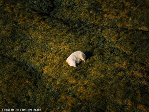 Белый мишка на отдыхе | A polar bear on vacation