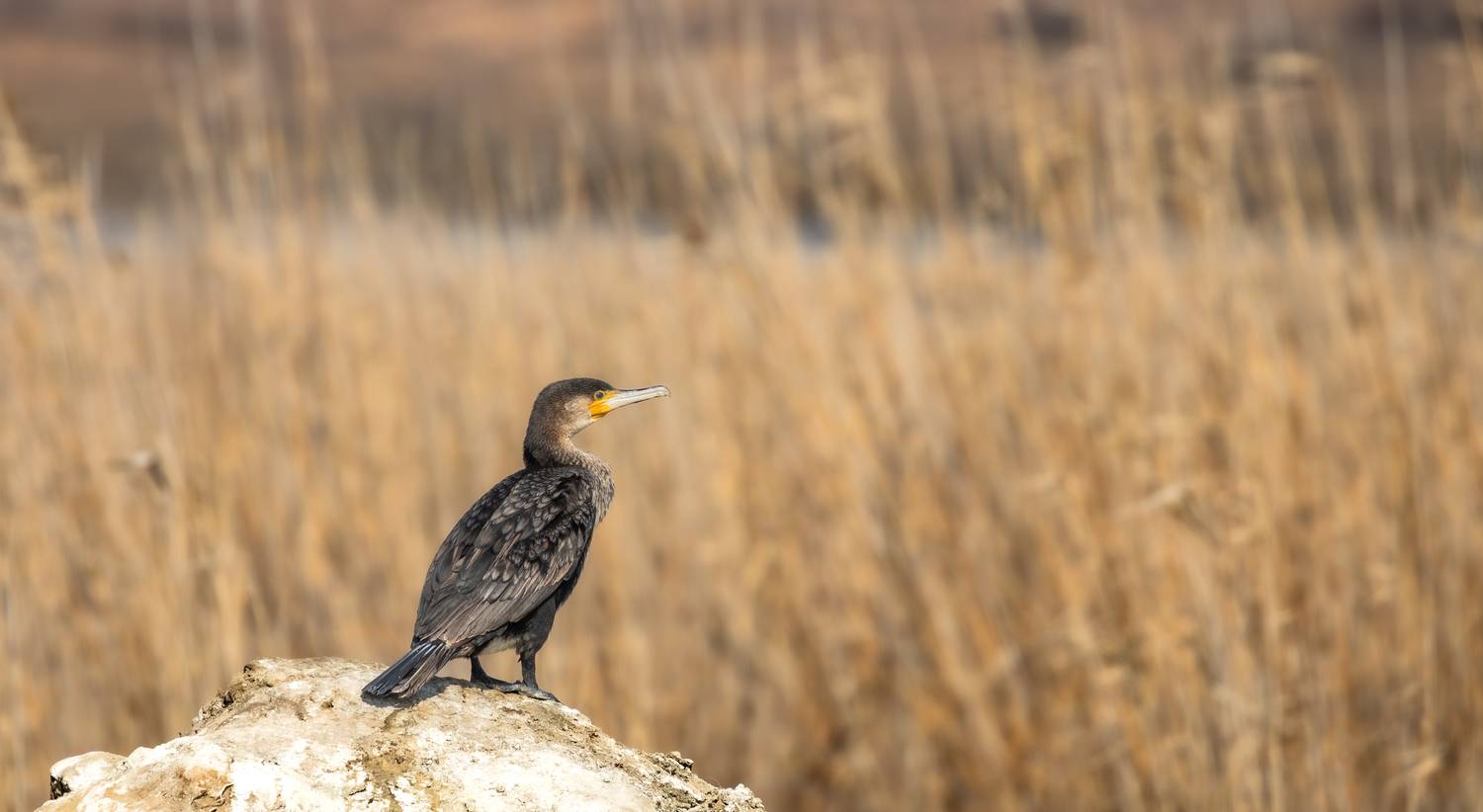 , Веревченко Михаил