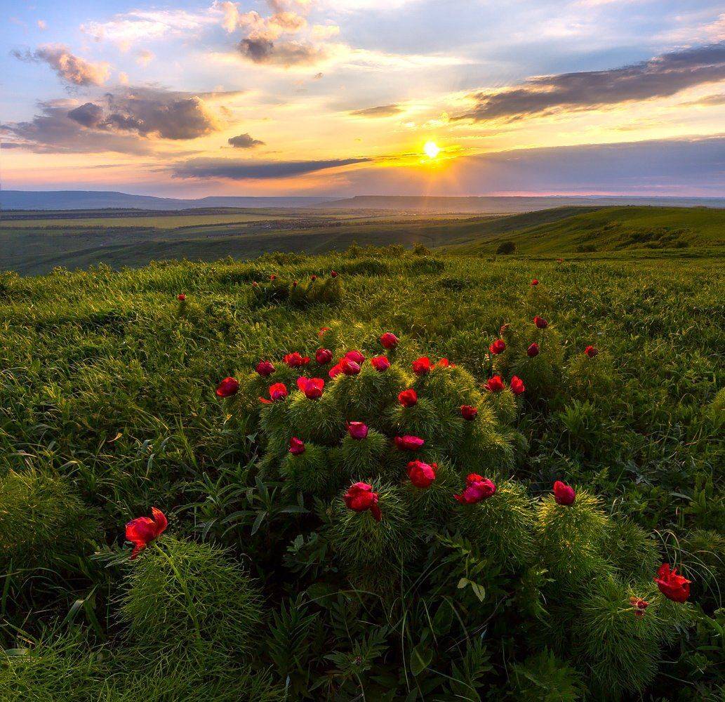 Гора Стрижамент, Закат, Лохмачи, Пионы, Ставропольский край, Степь, Лашков Фёдор