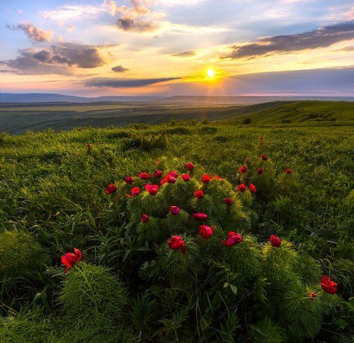 Пионы в степи.