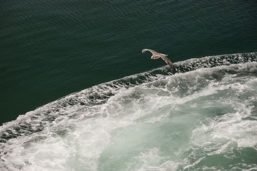 Fly
