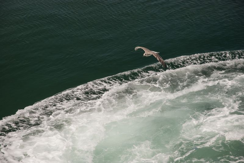 Fly фото превью