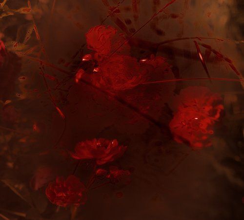 Dark rose