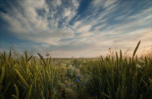 Wading through the fields