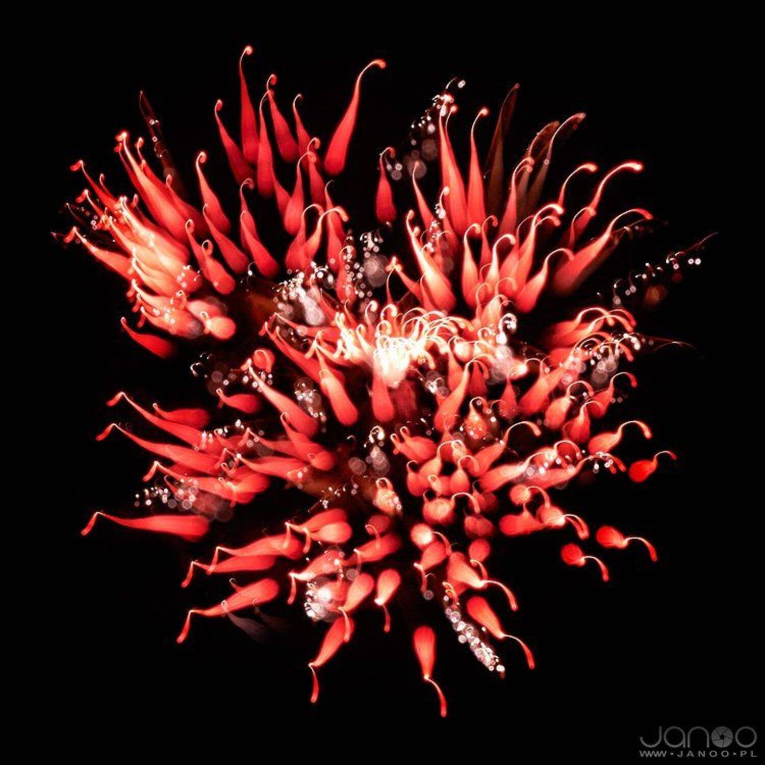 fireworks, lights, colours, night, , Janusz Cedrowicz