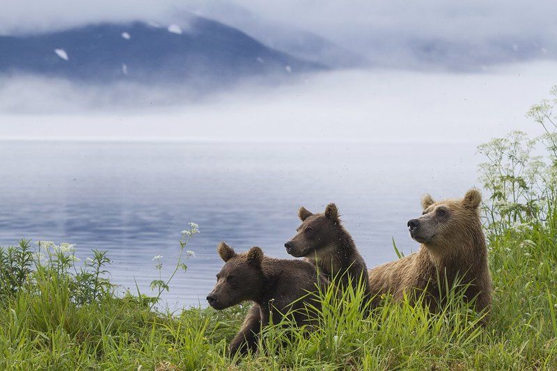 Медведи, Камчатка, Курильское Озеро Утро на Курильском Озере фото превью