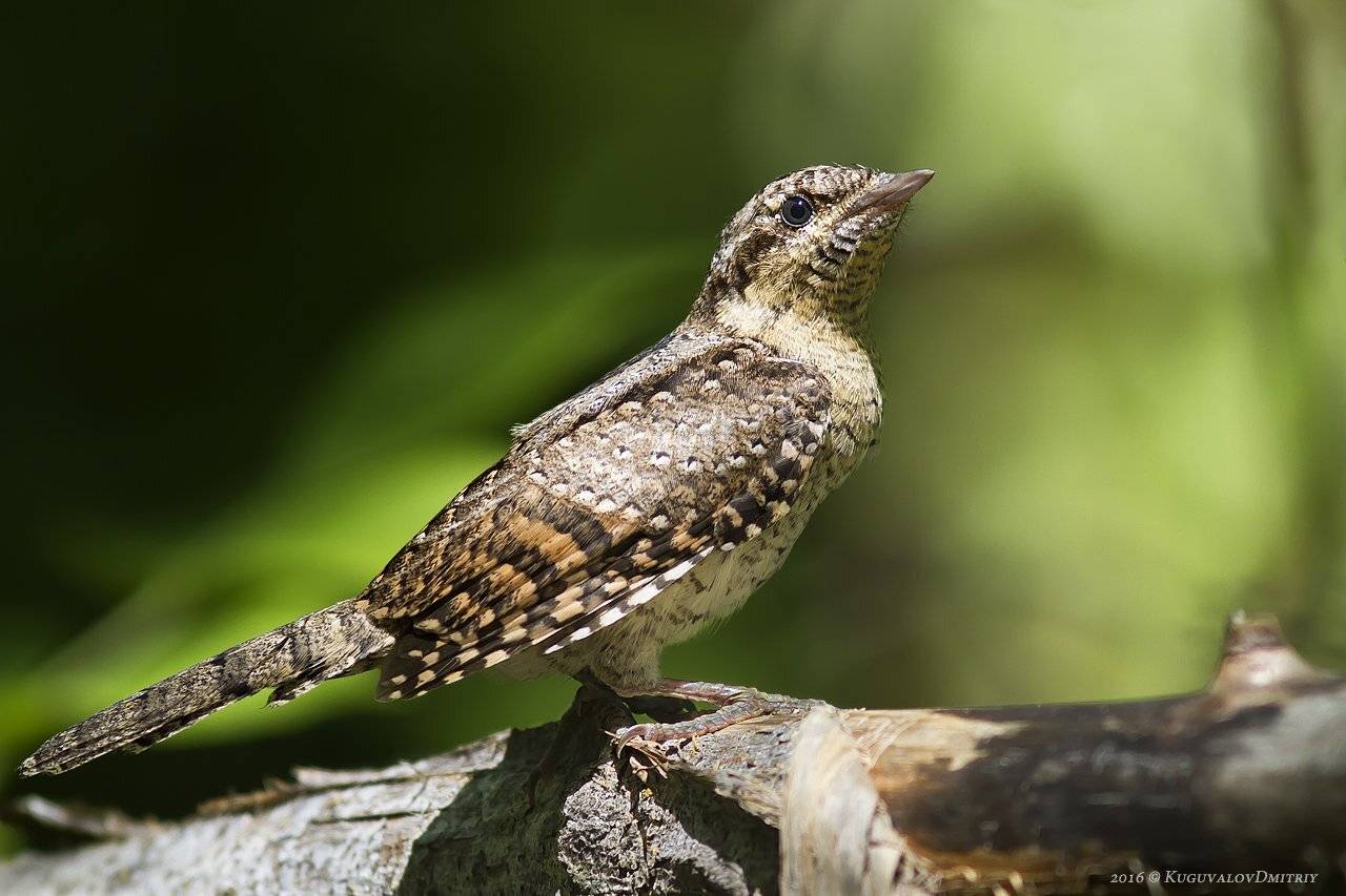 , Дмитрий Кугувалов