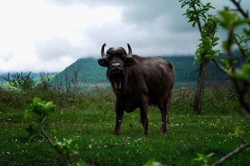 Буйвол