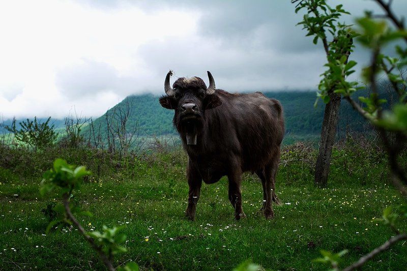 море абхазия горы небо пейзаж закат путешествия отдых  животные  Буйвол фото превью