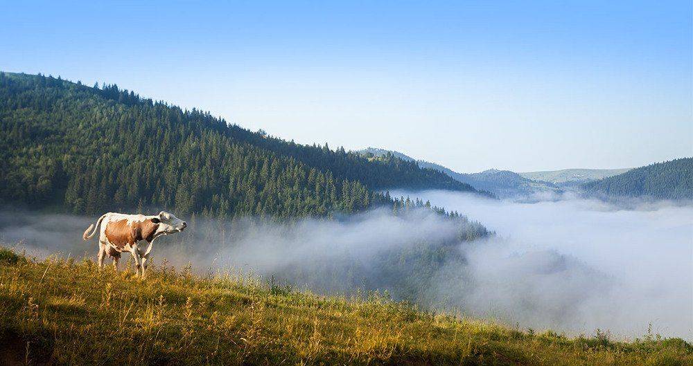 , Владимир Точаненко