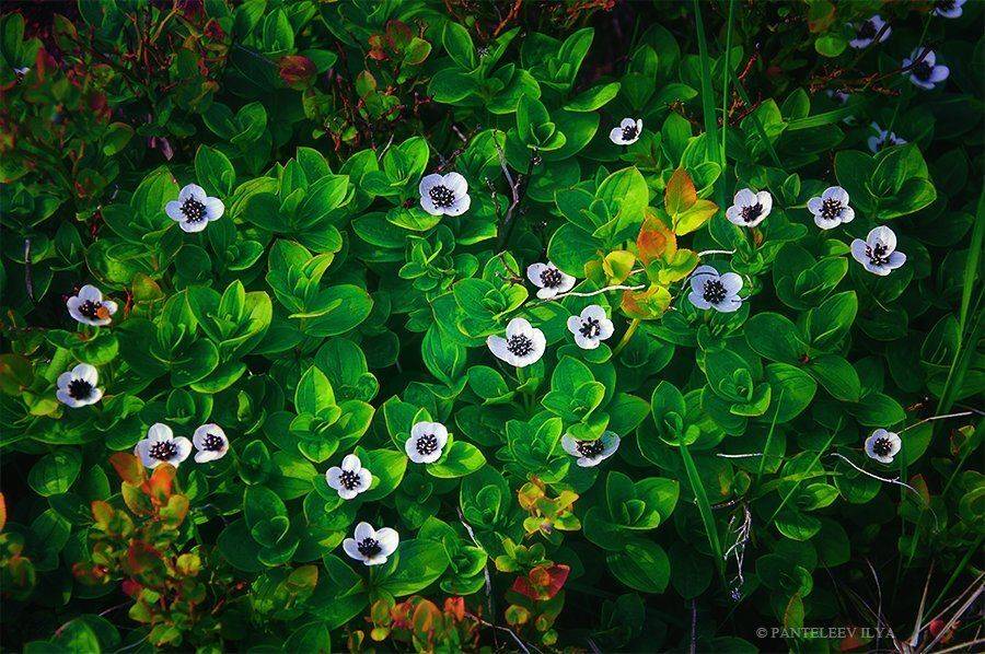 , Пантелеев Илья