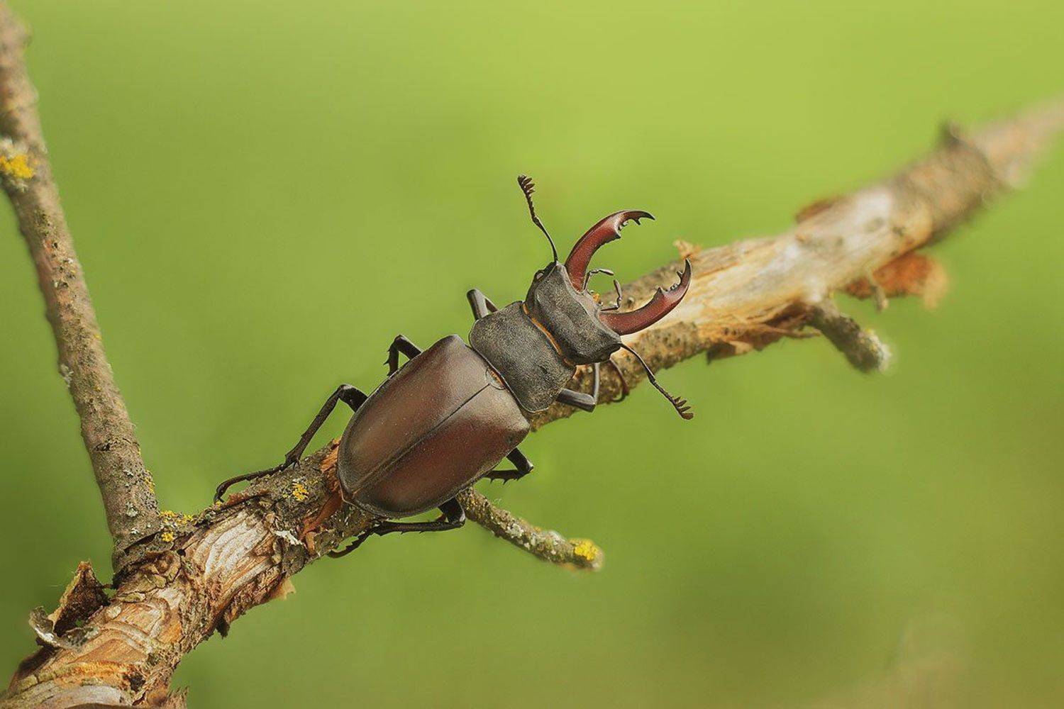 , Роман Рысь