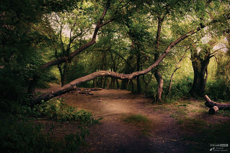 Дерево на тропинке фото превью