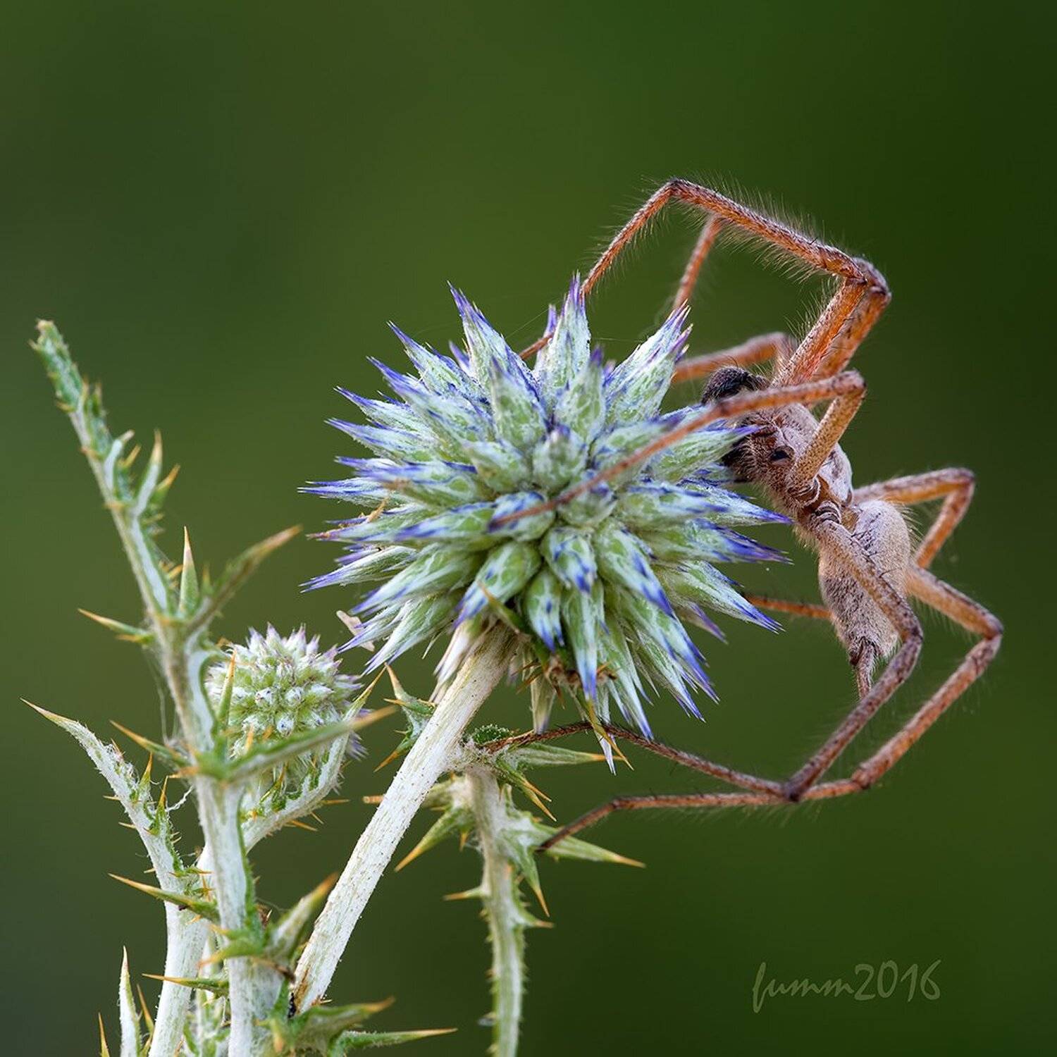 , Игорь ФУММ