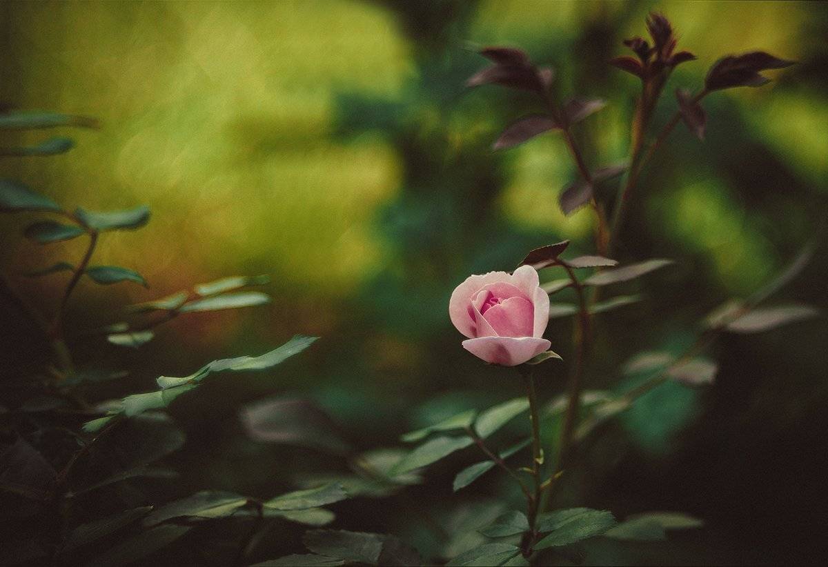 Анна чернякова, Лето, Природа, Роза, Цветок, Чернякова Анна